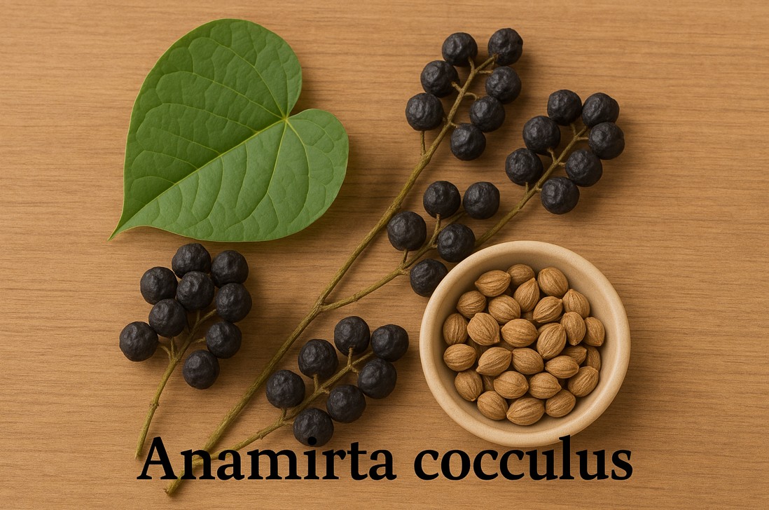 Anamirta cocculus and its role in arthritis relief - Authentic Arthritis Asian Herbs