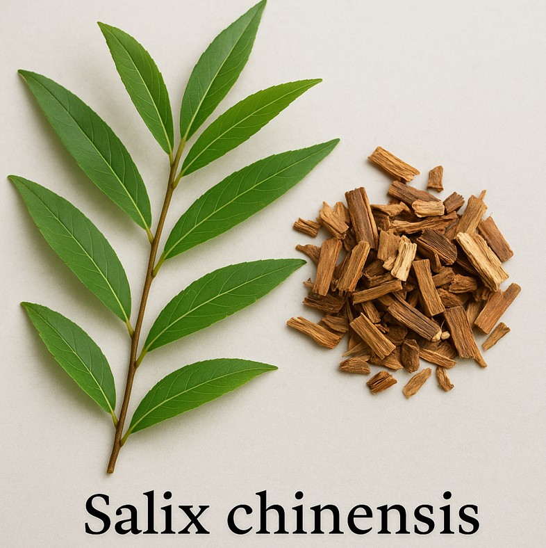 Salix Chinensis and its role in Arthritis relief - Authentic Arthritis Asian Herbs